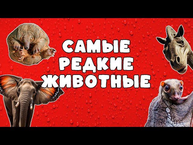 Самые редкие животные в мире | Развивающий мультфильм для детей | Карточки Домана - раннее развитие