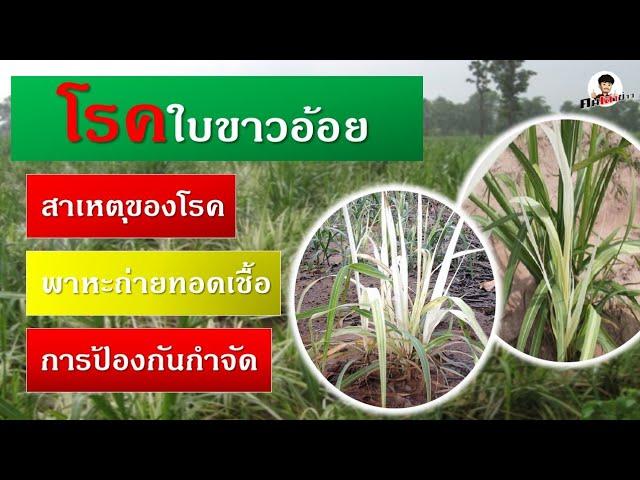 โรคใบขาวอ้อย สาเหตุของการเกิดโรค พาหะถ่ายถอดเชื้อ วิธีการป้องกันและการกำจัด