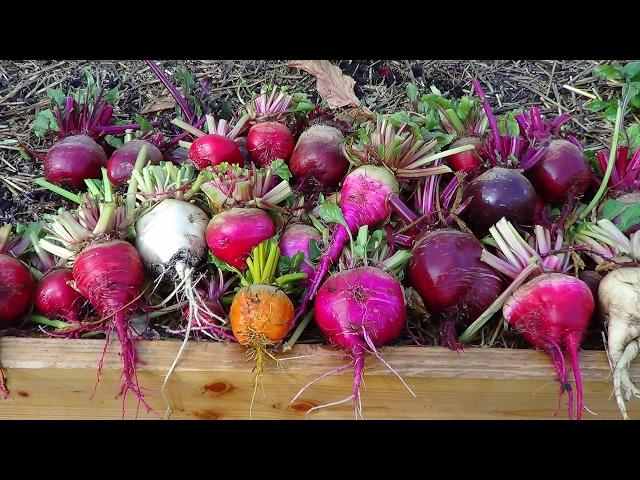 Beet Harvest | Getting Backyard Garden Ready For Spring Season