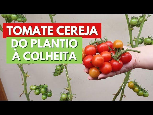 COMO PLANTAR TOMATE CEREJA DO INÍCIO AO FIM! DICAS DE PLANTIO, CUIDADOS, COLHEITA! CANAL MEU QUINTAL