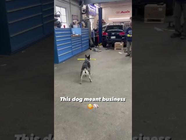 This dog meant BUSINESS ️