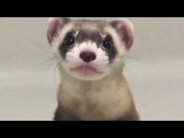 Elizabeth Ann, the first cloned black-footed ferret