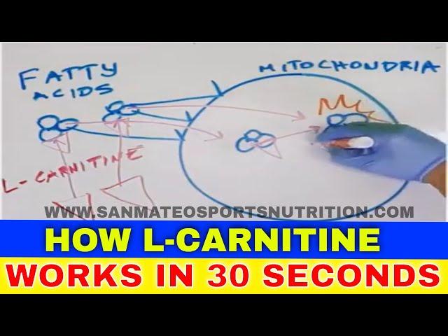 HOW DOES L-CARNITINE WORK in 30 Seconds | L CARNITINE FOR FAT LOSS