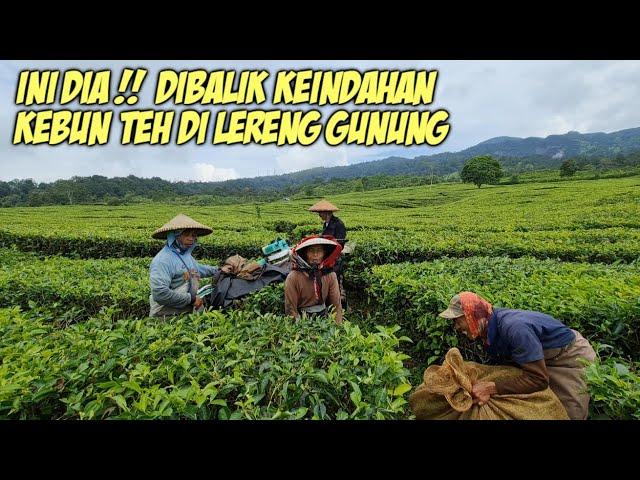 PEMANDANGAN HAMPARAN KEBUN TEH BIKIN ADEM SEMUA ORANG