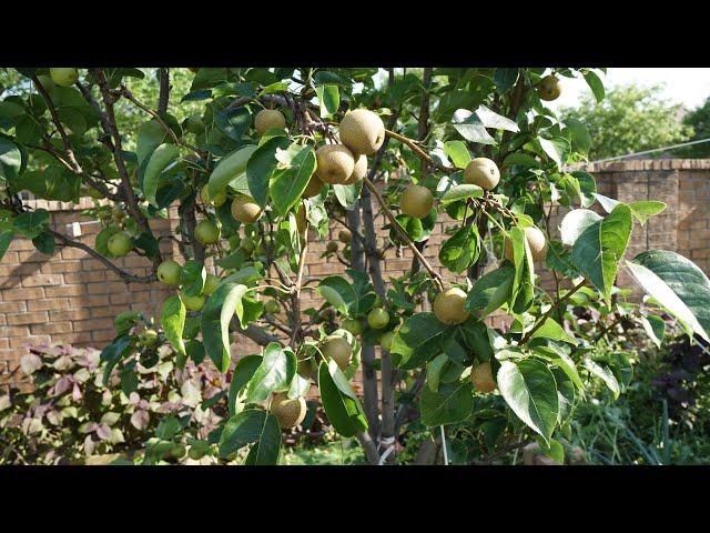 2024 Asian Pears Series Ep. 04 - Almost Ready to Harvest