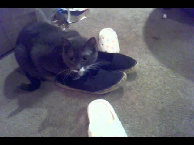 The world according to Carlos Fisher, feline...