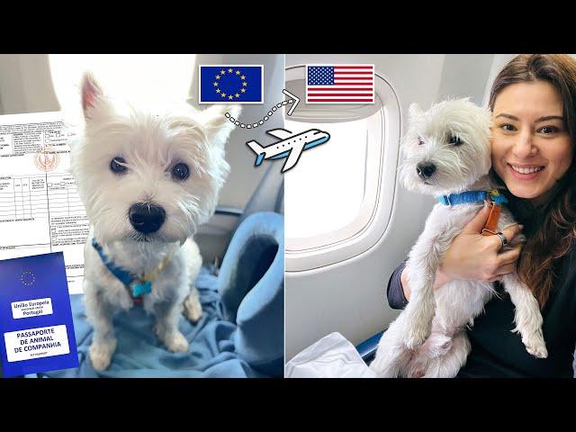 Flying with your dog from Europe to the USA? | THIS is the only video you need to watch [4K]