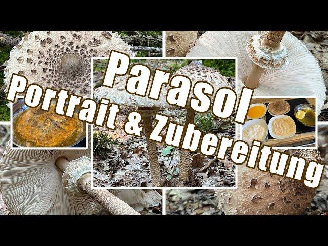 Parasol zubereiten | Verwechslung & Portrait | Gemeiner Riesenschirmling, Macrolepiota procera