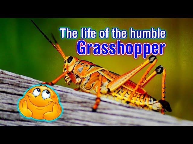 The life cycle of a Grasshopper!