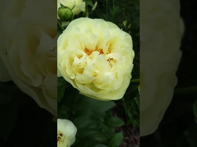 пион Lemon Chiffon #peony #пионы #lemonchiffon #бодровцветовод #всаду