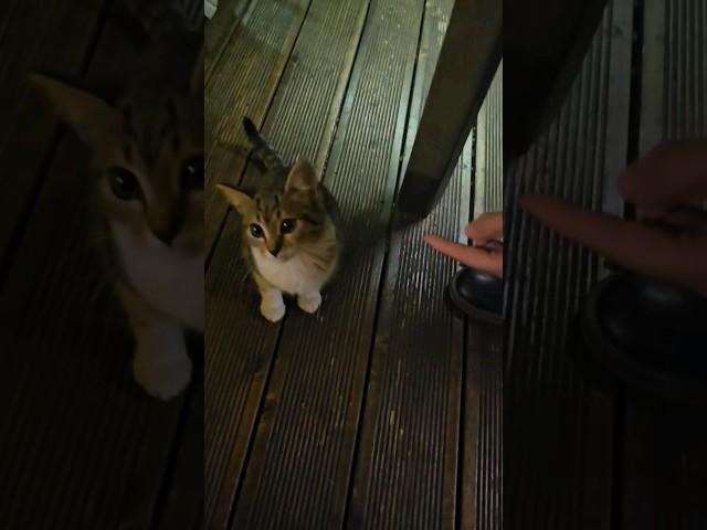 Cute cat baby meow