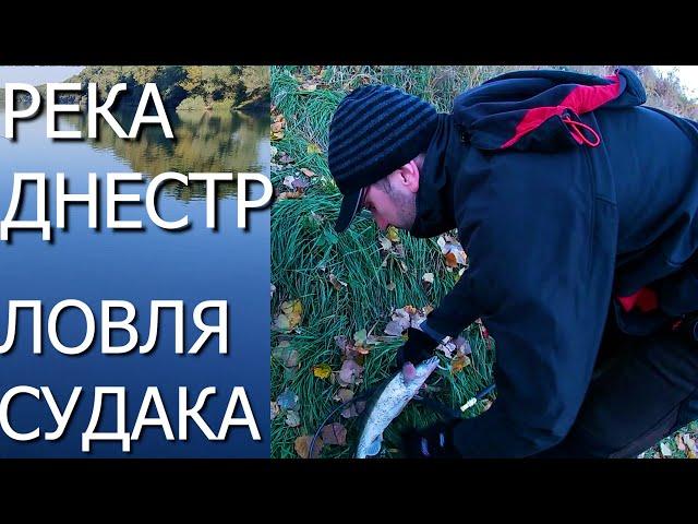 Ловля СУДАКА  ОСЕНЬЮ на реке ДНЕСТР!