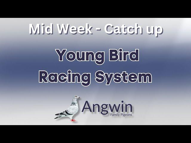 Angwin family Pigeons - Mid Week Catch up - Young Bird Racing System