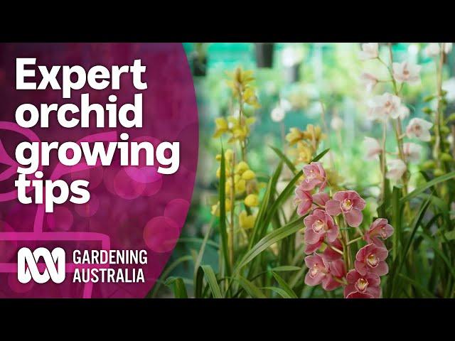 Meeting an orchid grower with a massive collection | Discovery | Gardening Australia