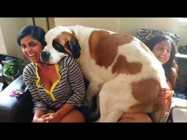 The Big Dog Thinks He's a Lap Dog!  Funny Dog Video