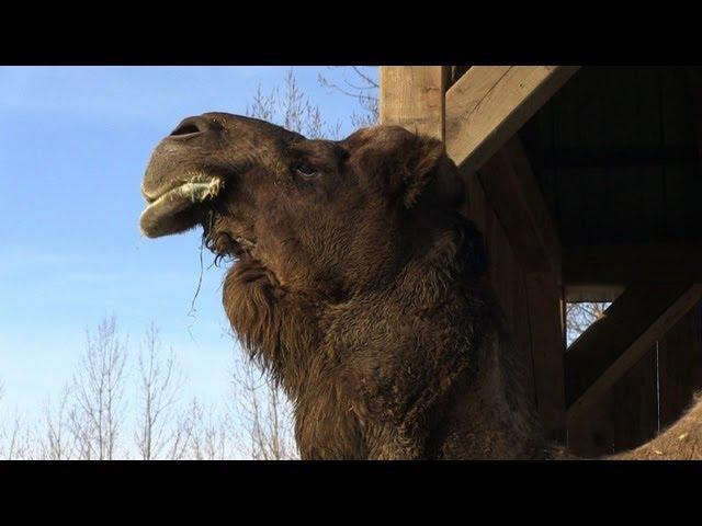 A Canadian winter for Africa's wildlife