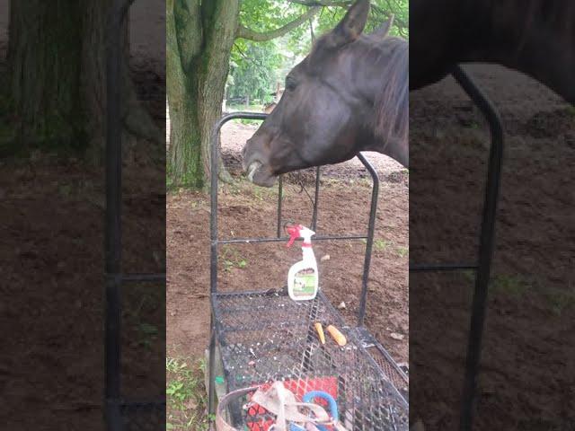 Niya the Arabian horse learning about gala sweet apples