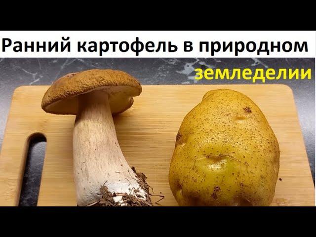 Ранний картофель в природном земледелии.