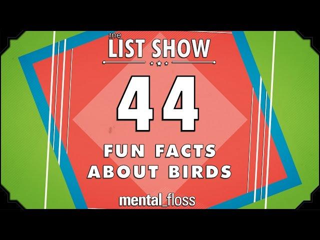 44 Fun Facts about Birds  - mental_floss List Show Ep. 440