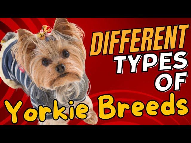 Different Types of Yorkie Breeds 