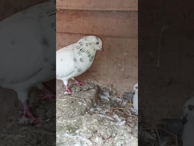 Beautiful flyer pair #kabootar #pigeon #pigeonlanding