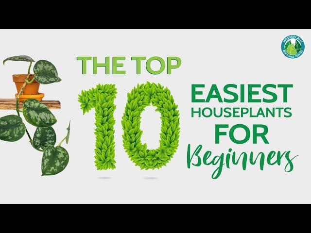 Top 10 Easiest Houseplants for Beginners | Houseplant Resource Center