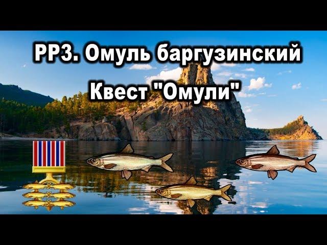 РР3. Баргузинский омуль. Квест "Байкальские омули"