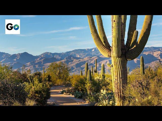 Saguaro National Park