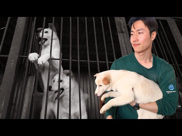 The last dogs removed from this dog meat farm, for good