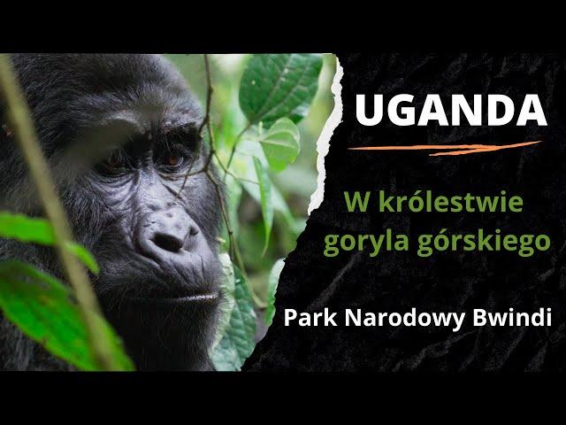 1️⃣ UGANDA  - W królestwie goryla górskiego 