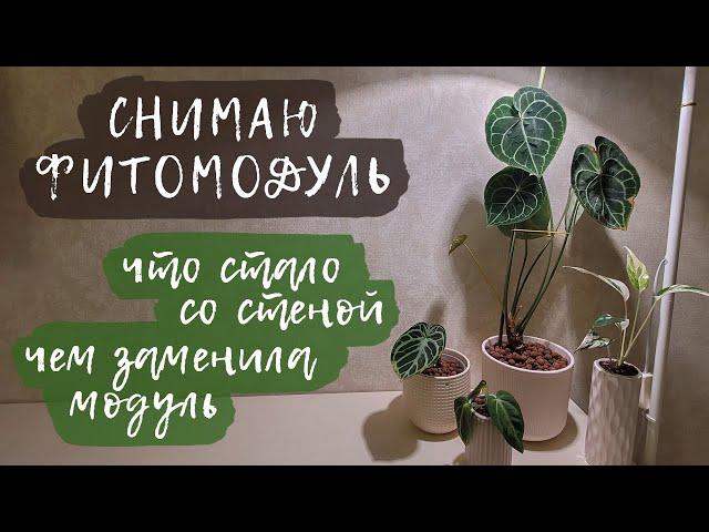 Снимаю фитомодуль | Что стало со стеной? Чем заменила модуль?