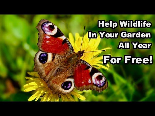 How To Help WILDLIFE in YOUR GARDEN - ALL YEAR - FOR FREE!