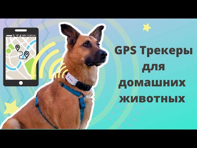 GPS Трекеры для собак и кошек. Как выбрать? Честный обзор