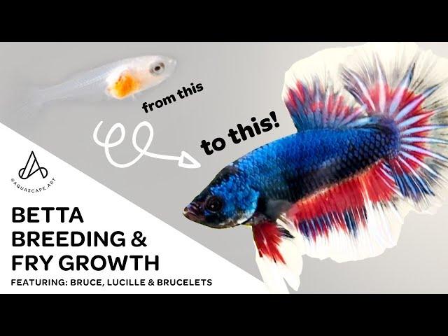 Fancy Koi Betta Breeding & Fry Growth - Day 1 to adult plakat HMPK