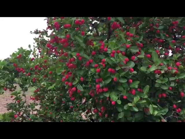 Red Berry Fruit Plants @ Adilabad Jail