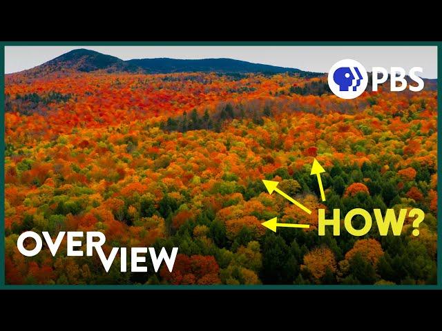 There's One Thing About Fall Colors Scientists Can't Explain