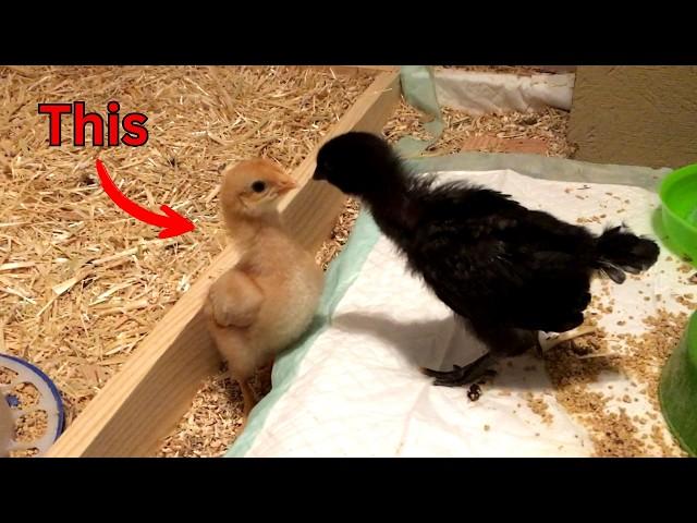 The REAL secret to chick happiness!