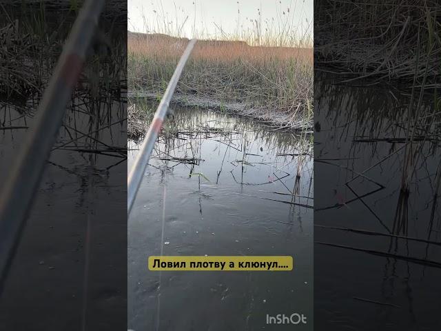 Думал плотва клюёт а там…. #рыба #fishing #рыбалка #природа