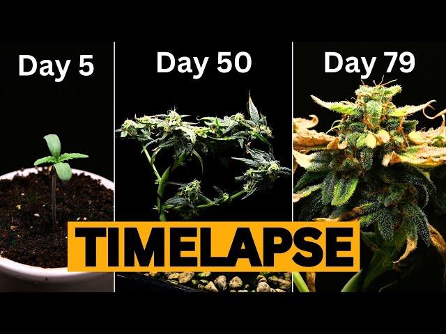 Cannabis Bonsai from Seed to Flower TIMELAPSE