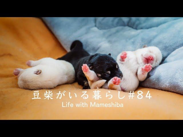 Introducing 3 Shiba Inu siblings 【Super cute puppies】
