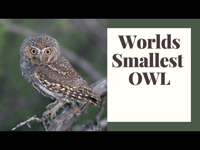 Elf Owl: Worlds Smallest Owl