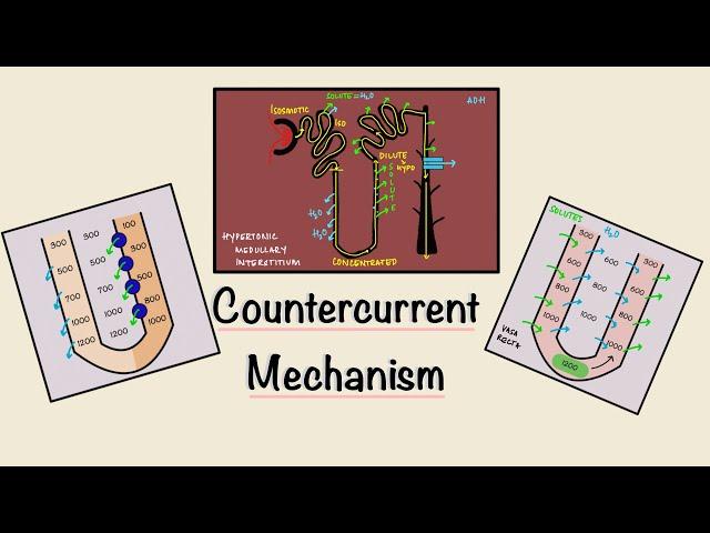 Countercurrent Mechanism | Loop of Henle | Concentration of urine | Renal Physiology