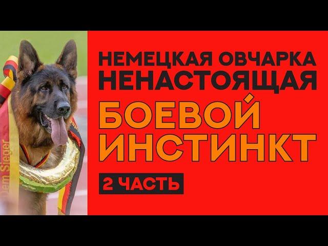 Немецкая Овчарка Шоу разведения. Фильм "Боевой Инстинкт". 2 часть. German Shepherd. Show line.