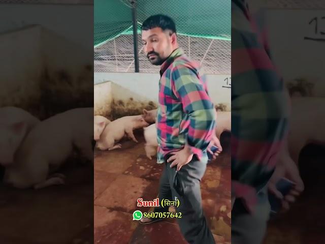 #pigfarming #farming #kisan #plz_subscribe_my_channel