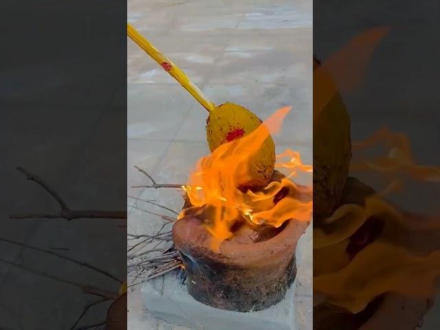 #ajeeshvlogster #trending #aadi1 #festivel #traditional #coconut #fire #foodie #celebration