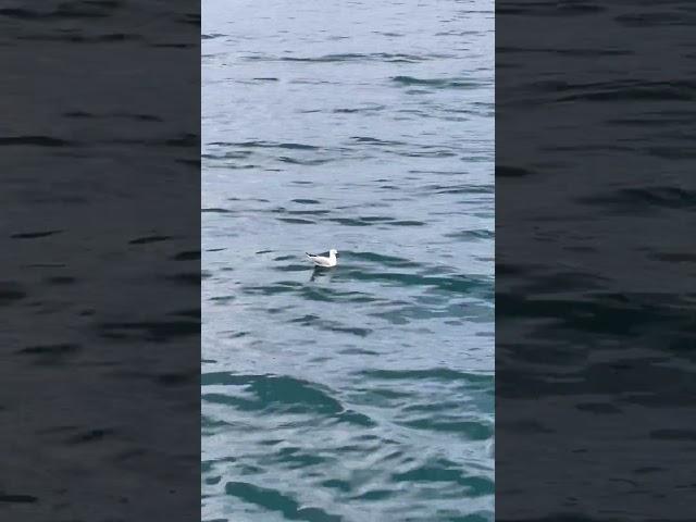 The floating seagull#shortsvideo #seagull