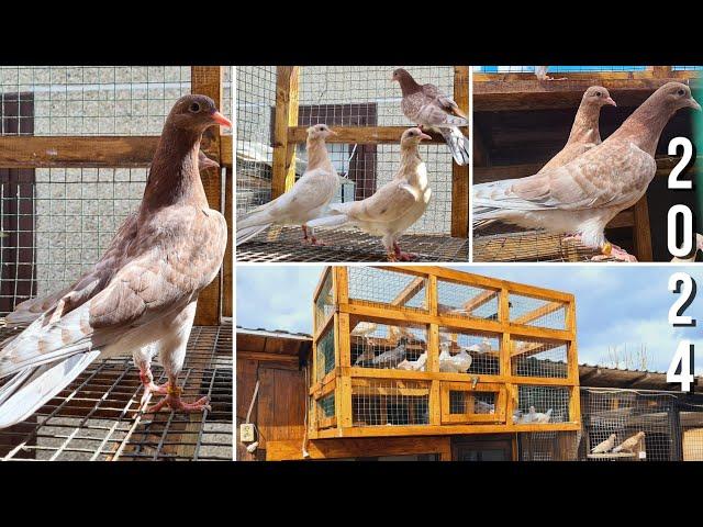 Первый выводок 2024 г. | Бакинские мраморные бойные голуби | Baku high-flying pigeons