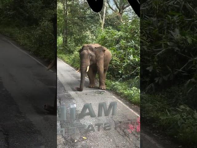Valparai Elephant settai | Thedal 360°