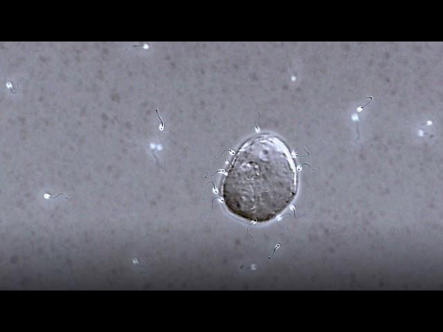 Sperm switch swimming patterns to locate egg