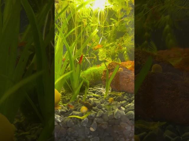 #구피 #치어 #fish #babyfish #in #vietnam #aquarium #물고기 #무환수어항 #hanoi #shorts #stortvideos #follow #물멍